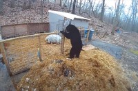メンタル最強なブタVS野生動物最強クラスの熊！ブタの強さに驚かされる！