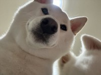 目覚めた瞬間から圧が！？おさんぽ待ちの愛犬たちがのぞき込んでくる姿に反響「一生に1度でいいから体験したい」「目覚めよ！という的なシーンやん」