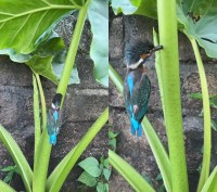 タロイモの茎になんだか見慣れない生物が！？近寄ってみると・・鳥がまさかの状況に陥っていた！！【海外・動画】