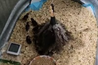 ヒナは全部で4羽か5羽・・？いや、羽ぼうきの下からとんでもない数のヒナが現れたぞ！！【アメリカ・動画】