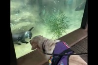 ゴールデンレトリバーがひとめぼれ！？水槽に張りついて熱い視線を向けるお相手は・・カワウソ！？【アメリカ・動画】