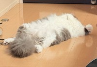 ヘソ天でくつろぐネコの名前を呼んだら・・。声に反応して身を起こす姿が話題に！！「もふもふに埋もれた顔がかわいい」