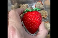 イチゴの置物かなと思ったら・・。お家にしている子がいたんです！！【海外・動画】