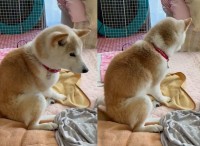 「ここはどこ？私はだれ？」12時間たっぷり寝た柴犬。寝ぼけた姿がかわいすぎる！！