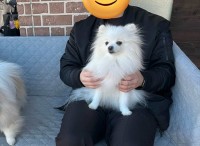 パパさんの膝の上にお友達が！？ショッキングな場面を目の当たりにしたポメラニアンのリアクションが話題に「信じられないって顔」「え！？って顔」