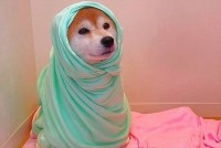 初雪をたっぷり堪能！遊び終えた柴犬の様子が話題に「楽しかった顔してますね」「心なしか満足気」