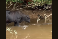 水浴びするウシの前に流れてきた「なにか」！その正体は・・ワニ！？【海外・動画】