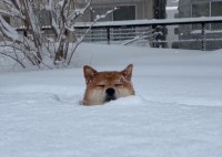 雪を堪能する柴犬。雪風呂を浴びる姿が話題に「雪に埋まってるのに温泉に入ってるみたい」「冷たくないのかな」