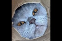 ダンボールの底にカメラを置いたら・・、ネコ好きにはたまらない絶景の撮影成功！！【海外・動画】