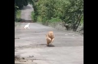 どこまでも止まらない！！ネコがチーターのように全力で駆け抜ける！！【海外・動画】