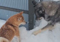 オモチャを落としてしょんぼりしていた柴犬。そこに頼りになる助けが駆け付けた！！「助けにきてくれるんだ！」「優秀すぎる」