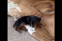 そこはふかふかのベッドじゃないよ！子犬がくつろぐのは・・大きなウシの上！！【海外・動画】