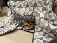 名は体を表す？冬はほとんどコタツの中で過ごすネコの名前は・・『こたつ』！？「つぶらな瞳に一目惚れ」「あたたかい所を知りつくしている」