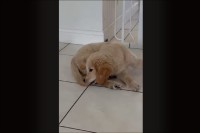 それはオモチャじゃないよ！自分のしっぽをくわえた子犬が・・そのまますってんころりん！！【海外・動画】