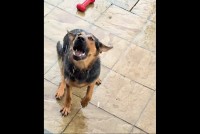 雨を飲みたい！イヌが口を大きく開いてパクパク！！【海外・動画】