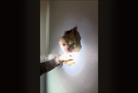 壁からブルドッグが頭をのぞかせている！？屋根裏から落ちた愛犬を壁に穴を開けて救助開始！！【アメリカ・動画】