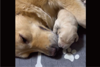 子犬のお気に入りの場所は・・！たどり着くまでの動きがかわいすぎると話題に「スリスリしてるところがたまらなくかわいい」