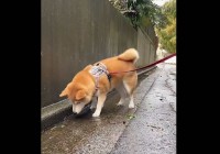 雨が降る中おさんぽ中の柴犬が・・。遊び始めた姿が話題に。話題に「尻尾フリフリで楽しそう」「楽しいこと見つけちゃったね」