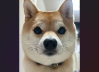 証明写真？豆柴を正面から撮った1枚が話題に「これから就職面接みたいな緊張感」「書類選考は余裕だね」