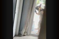 ベランダにいたジャーマンシェパードが・・！器用にスライドドアを開けて家に入って来た！！【海外・動画】