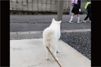 どんどん下がっていくしっぽ。秋田犬の後ろ姿からしょげているのがすぐ分かる「さみしいワンと言っていそう」「キュンとさせられる」