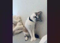 一緒に困ってくれているの？リモコンを探していた時のネコの姿が話題に「首が直角」「ぴえん顔すぎる」