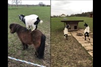 自由過ぎるヤギ。ポニーに乗ったり、ごっつんと兄弟と頭突き合いをしたりと元気いっぱい！！【海外・動画】