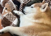 柴犬が眠るその場所は・・。飼い主さんのダウンの上で横になっている姿が話題に「ママさんの温もり感じてたんですね」「安心して眠ってる」