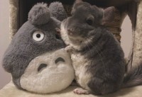 チンチラとぬいぐるみのツーショット！ぎゅっとハグしているのがかわいすぎると話題に「一瞬どっちもトトロに見えました」「色味とサイズ感が仲間すぎる」