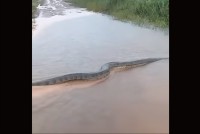 ブラジルの農村に現れたのは・・。想像を絶するレベルの巨大なアナコンダ！？【海外・動画】