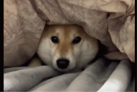 寝床を奪って満足気？布団に潜りこんだ柴犬「侵入犬発見！」「あたためてくれてるんだよね・・あれ、違う？！」