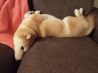 その体勢でくつろげるの！？仰向けの柴犬の体が・・反りすぎてる！！