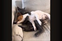 ギュ～っとハグしてペロペロ。同居犬をだっこしてアログルーミングし続けるネコ【海外・動画】