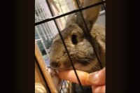 ニンジンをもぐもぐ。ウサギの幸せなおやつタイムが一転！？【アメリカ・動画】