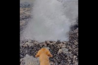 海岸の岩場にできた巨大な穴。愛犬と一緒に近付いたその瞬間・・、海水の噴水が噴き出した！？【アメリカ・動画】