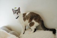 葉っぱのヘアピンを付けられたしょんぼり顔のネコ。気付くことなく過ごす姿に「花咲くかな？」「ミントが生えた」