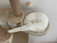 キャットタワーに『謎の物体』発生！？「修正テープの詰替カートリッジ？」「 飛び込みの選手にも見えてきた」