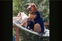 みんなで楽しくブランコ！飼い主さんが押すブランコに乗る4匹の愛犬たち【海外・動画】