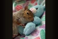 ウサギのぬいぐるみをだっこするリス。ナデナデしてもらっているうちにウトウトしてきて・・おやすみなさい【アメリカ・動画】