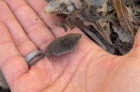 指先サイズしかない！？世界最小の哺乳類『トガリネズミ』がちっちゃくてホントにかわいい！！【海外・動画】