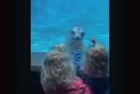 アシカが困惑！？ふたごちゃんを見て水槽越しにキョロキョロ【アメリカ・動画】