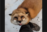 なついたキツネがかわいすぎる！足元に駆け寄ってきて・・カキカキをおねだり！！【アメリカ・動画】