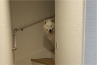 2階に行かないようにゲートを設置したのに・・。サモエドが難関を突破した！？「悪笑みをしたサモエド」「簡単なアスレチックでしたなぁの顔」