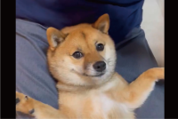 歯磨きジェルをワクワクしながら待つ柴犬。かわいい期待の眼差しに「ペロペロしちゃうのかわいい」「いい子に待ってえらい」