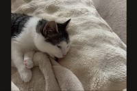 うっかりさんなネコ。ペロペロと毛づくろいしているのは・・おててじゃなくて、ソファだよ！！【海外・動画】