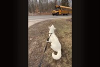 愛犬が待ち焦がれるのは・・。スクールバスが到着するともうじっとしていられない！！【アメリカ・動画】