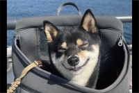 リュックの中でニコニコ。柴犬が満面の笑みを浮かべている！！「めっちゃいい笑顔」「お気に入りのバッグ・イン」