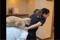 本日のお仕事を終えた看板猫たち。業務終了後の姿に「大人しく乗ってて偉い」「ネコ様へのリスペクト素敵すぎます」