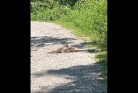 トレイルの先にいたのは・・。フクロウが日光浴中！？【アメリカ・動画】