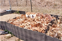 柴犬たちがつかるのは・・秘湯『落ち葉風呂』！「湯加減を堪能してる顔」「2人で気持ちよさそうですね」